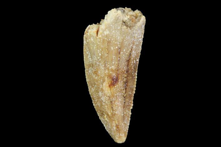 Serrated, Raptor Tooth - Real Dinosaur Tooth #94113